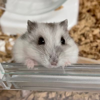 Dokinch13413669's profile picture