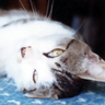 3mm profil fotoğrafı