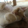 MONJIRO@ヨッシー profil fotoğrafı