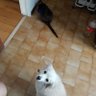 a 的头像