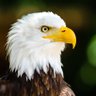 Фото профиля 1776Patriot 🇺🇸🙏