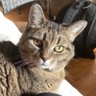 Profilbild von AbleismCat