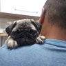 fernando 的头像