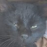 Profilbild von Quantum Cat