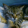 やお profil fotoğrafı
