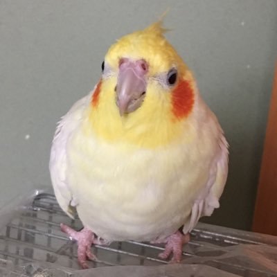 paoka's profile picture
