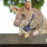 Magawa the Medallion 🐀's profile picture