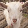 Profilbild von やぎ