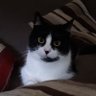 Profilbild von Paul Capote