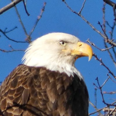 BirdCentralPark's profile picture