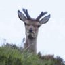 Profilbild von Barner McStallion