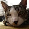 🐾猫之助🐾そろそろ目覚めるんぱぱっ!💛🐾's profile picture