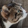 rino🐈💓雲の上はいつも晴れ☀ profil fotoğrafı