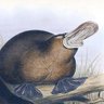 Profilbild von Duckbilled