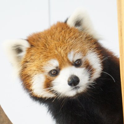 mofumofuaikouka's profile picture