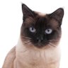 Profilbild von Meowth that’s right!