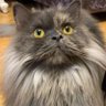 张小邪 profil fotoğrafı