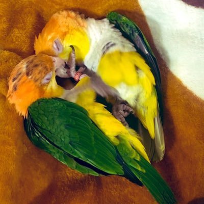 こばと's profile picture