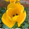 Buttercup profil fotoğrafı