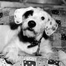 Profilbild von Sideways The Dog