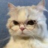 Bᵢₑₘbᵢₑₘₛ 的头像