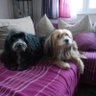 brigitte verhelst 🇧🇪💜🐕🐶🚴🌈's profile picture