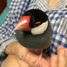 Profilbild von Kana ðžð¶ïžð§ðŒ