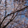 さくら profil fotoğrafı