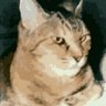 猫目石 的头像