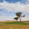 Фото профиля S A Alfureh