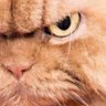 Kittywitty's profile picture