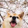 Moonlit時's profile picture