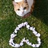 にゃあこ🐈️ profil fotoğrafı