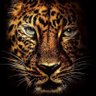 boedi saja's profile picture