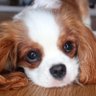 AnIncorrigibleRascal 🐶 profil fotoğrafı
