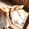 とりあたま 的头像