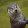 Think Otter's profile picture