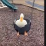 Thicc_f_lia profil fotoğrafı