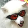 cool dog mowing lawn's profile picture