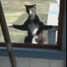 Cat Wizard's profile picture