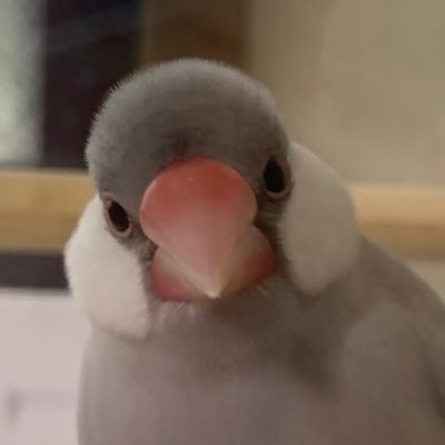 mimora0331's profile picture