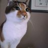 Profilbild von んかもも