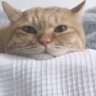 こよみ 的头像
