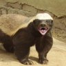 HoneyBadger_498's profile picture