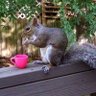 Фото профиля Secret Squirrel 🐿️