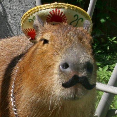 CAPYBARA MAN's profile picture