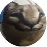 Floppa profil fotoğrafı