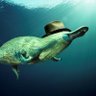 The Social Platypus's profile picture