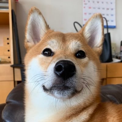 rin__shibaken's profile picture