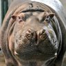 動物園初心者 的头像
